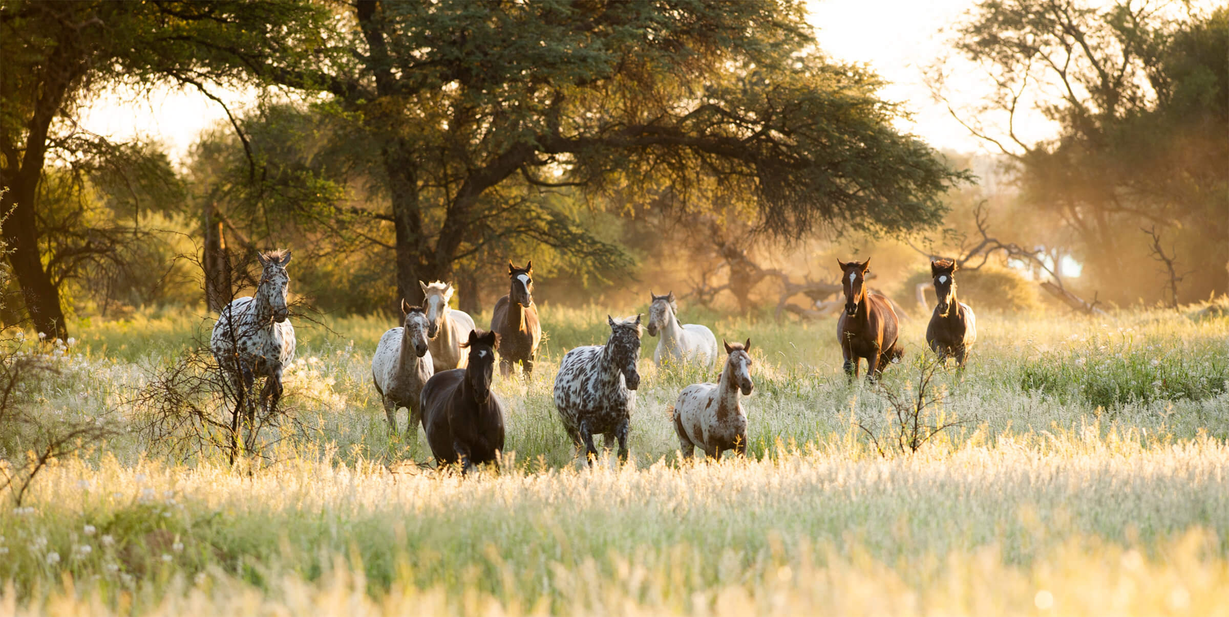 Horses running in the grasslands in the evening light.