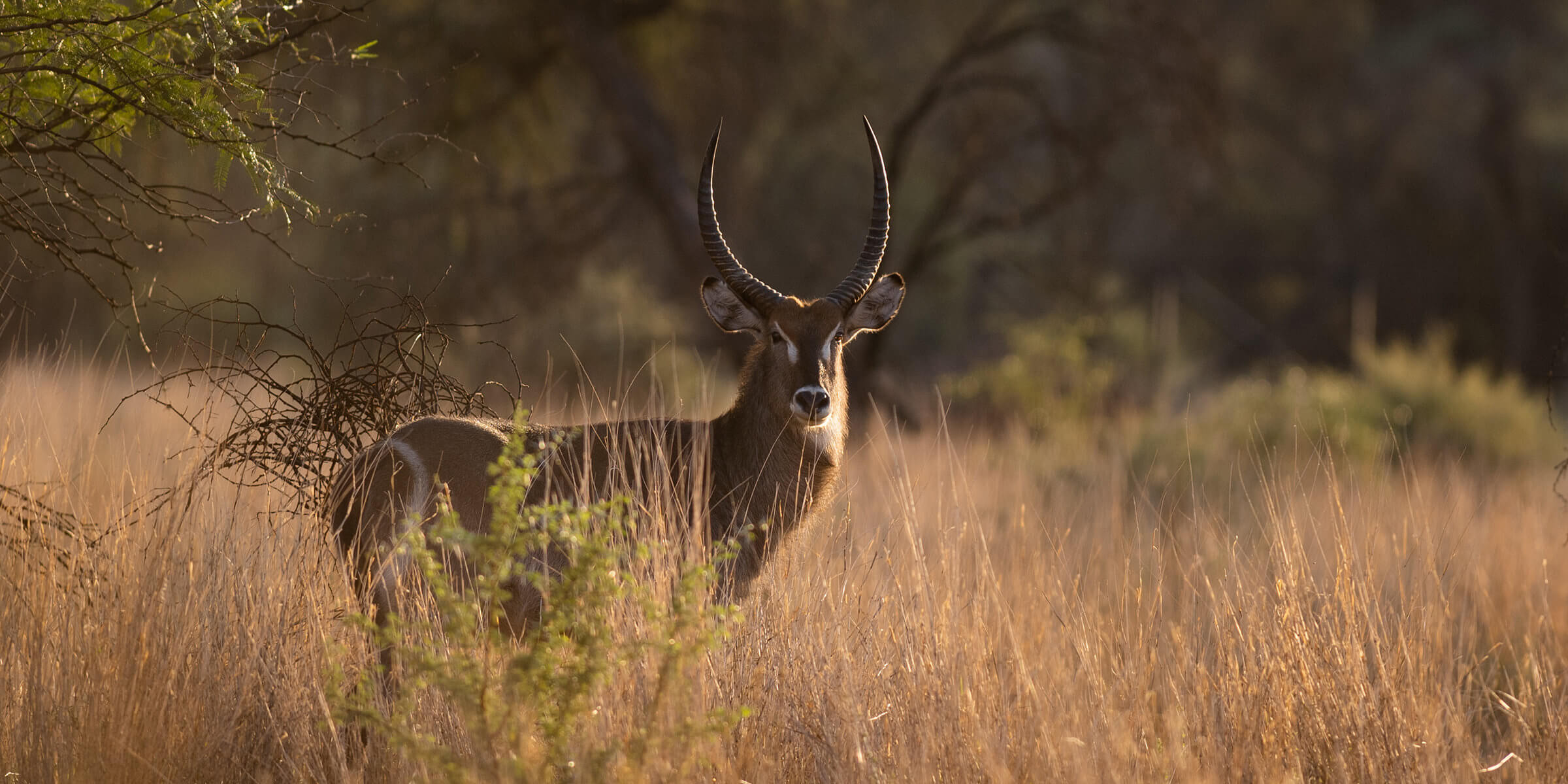 A Waterbuck cautiously observes his surroundings.
