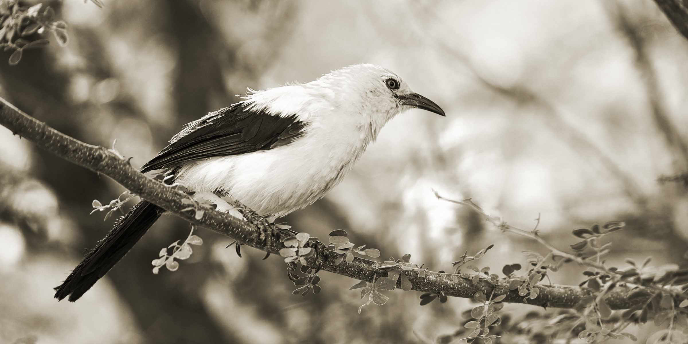 A sepia photo of a Southern Pied Babbler in the braches at Sandwerf.
