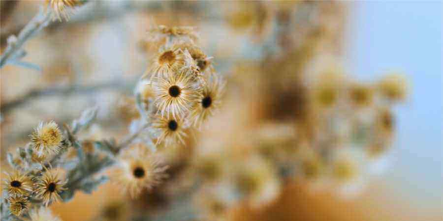 An abstract macro photo of the seeds of a dried plant used as decoration.