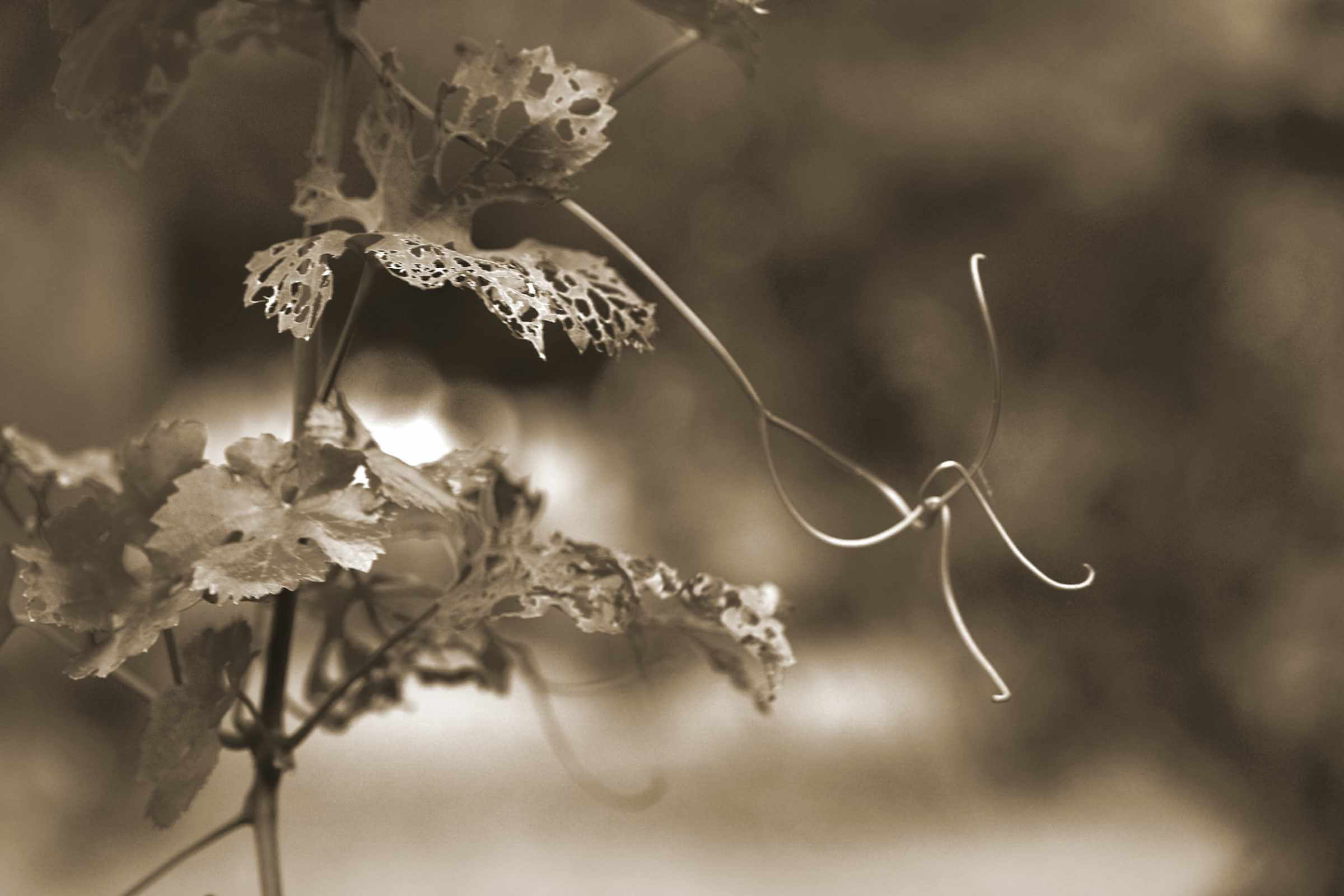 An abstract sepia photo of the grape vines at Sandwerf.