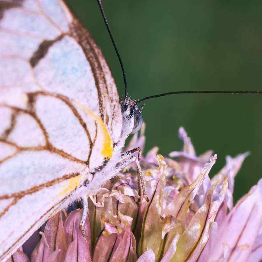 A butterfly on a flower in the Sandwerf garden.