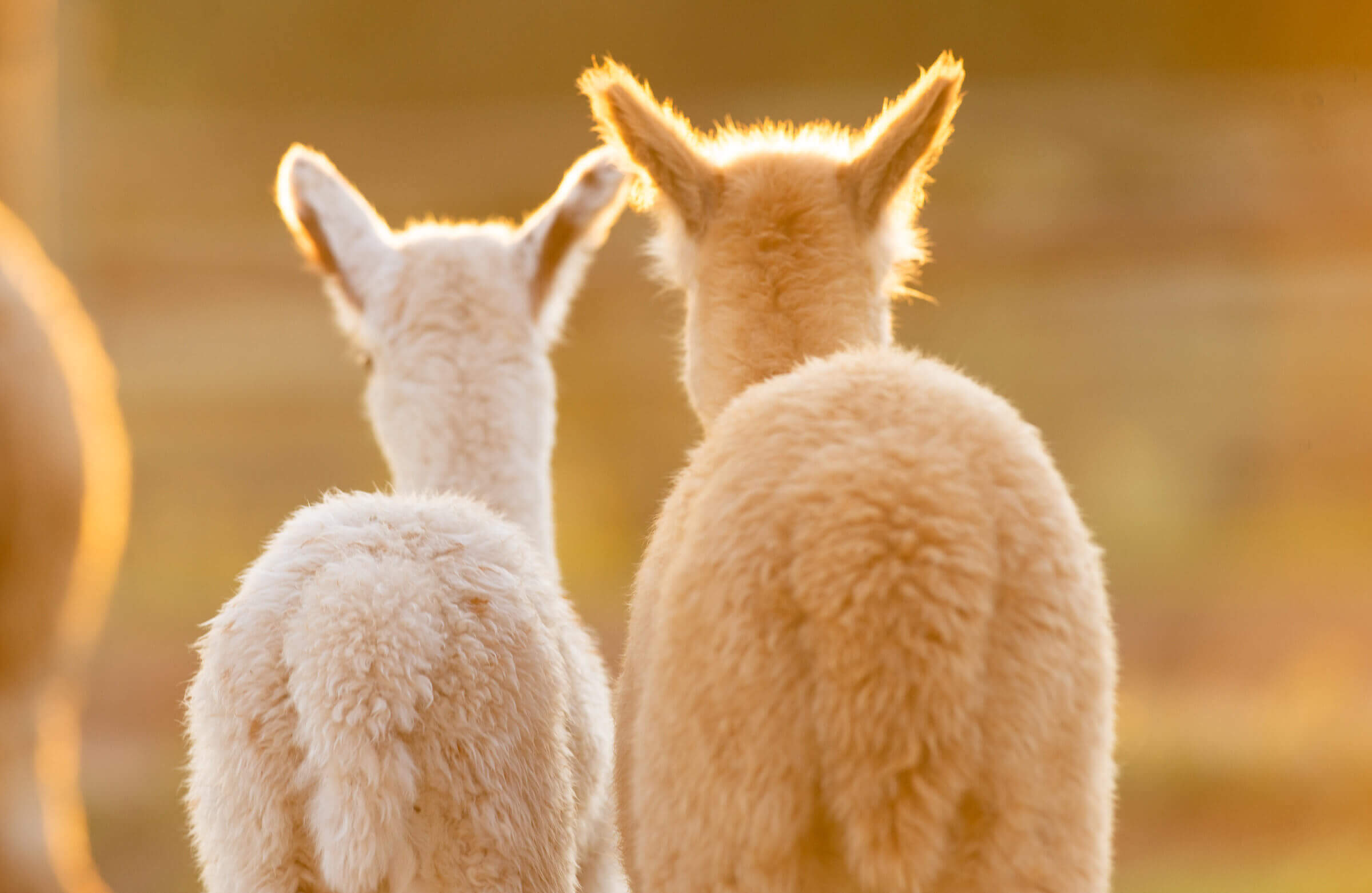 Two young Alpacas on the Sandwerf grounds.