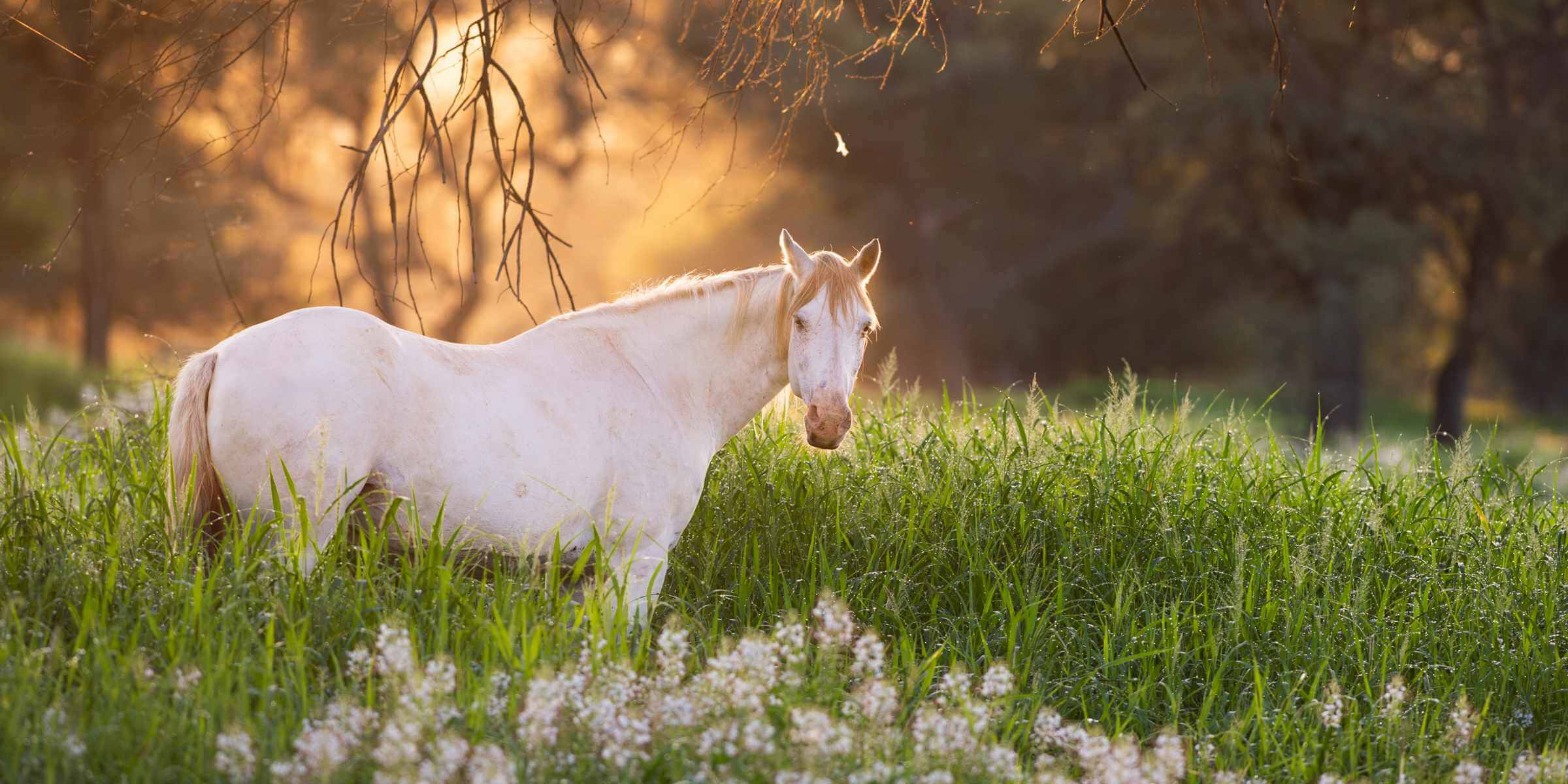 A white horse in the green grassy fields of Sandwerf after good rains.