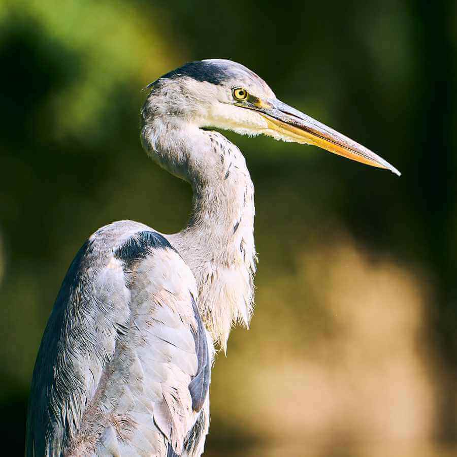 A Grey Heron keeping an eye open for a morsel to eat at one of the Sandwerf ponds.