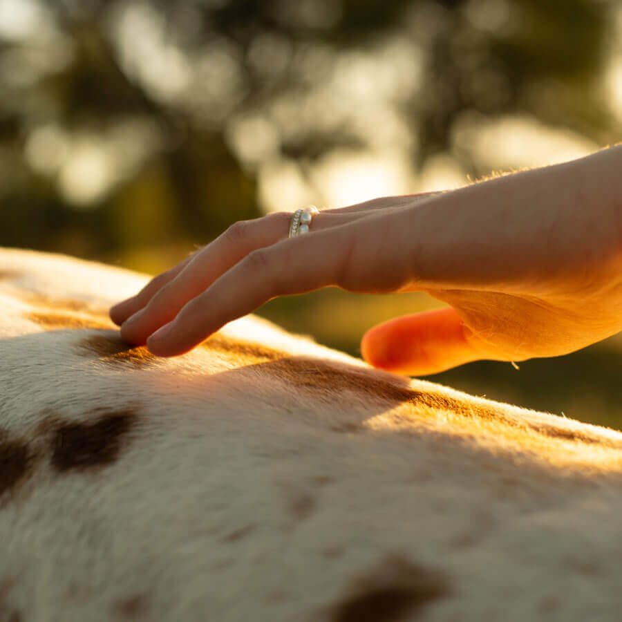 A hand stroking the back of one of Joseph's Dream Stud horses.