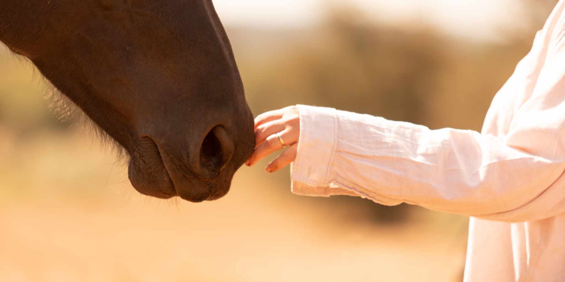 A horse smelling the hand of a volunteer is a tender moment between the two species.
