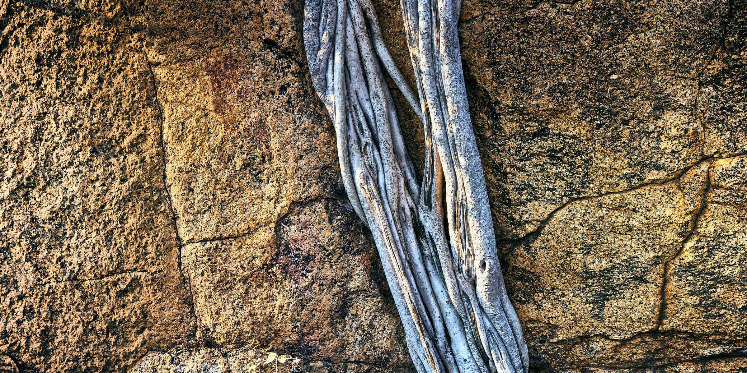The roots of a wild fig tree clinging to the rock outcrop.