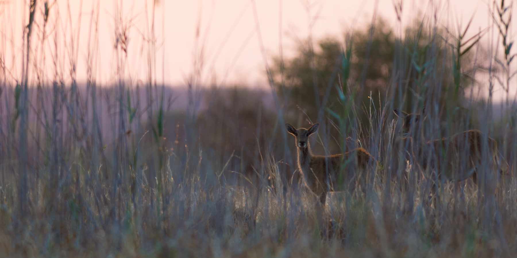 Reedbuck amidst the long grass of the flood plains of northeast Namibia.