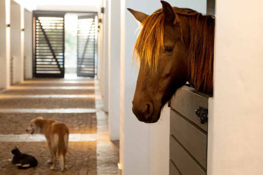 The modern stables that is home to Joseph's Dream Stud at Sandwerf.