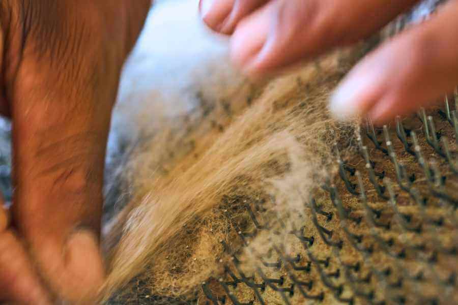 A Sandwerf weaver shows the method of sorting and processing Alpaca's fur.