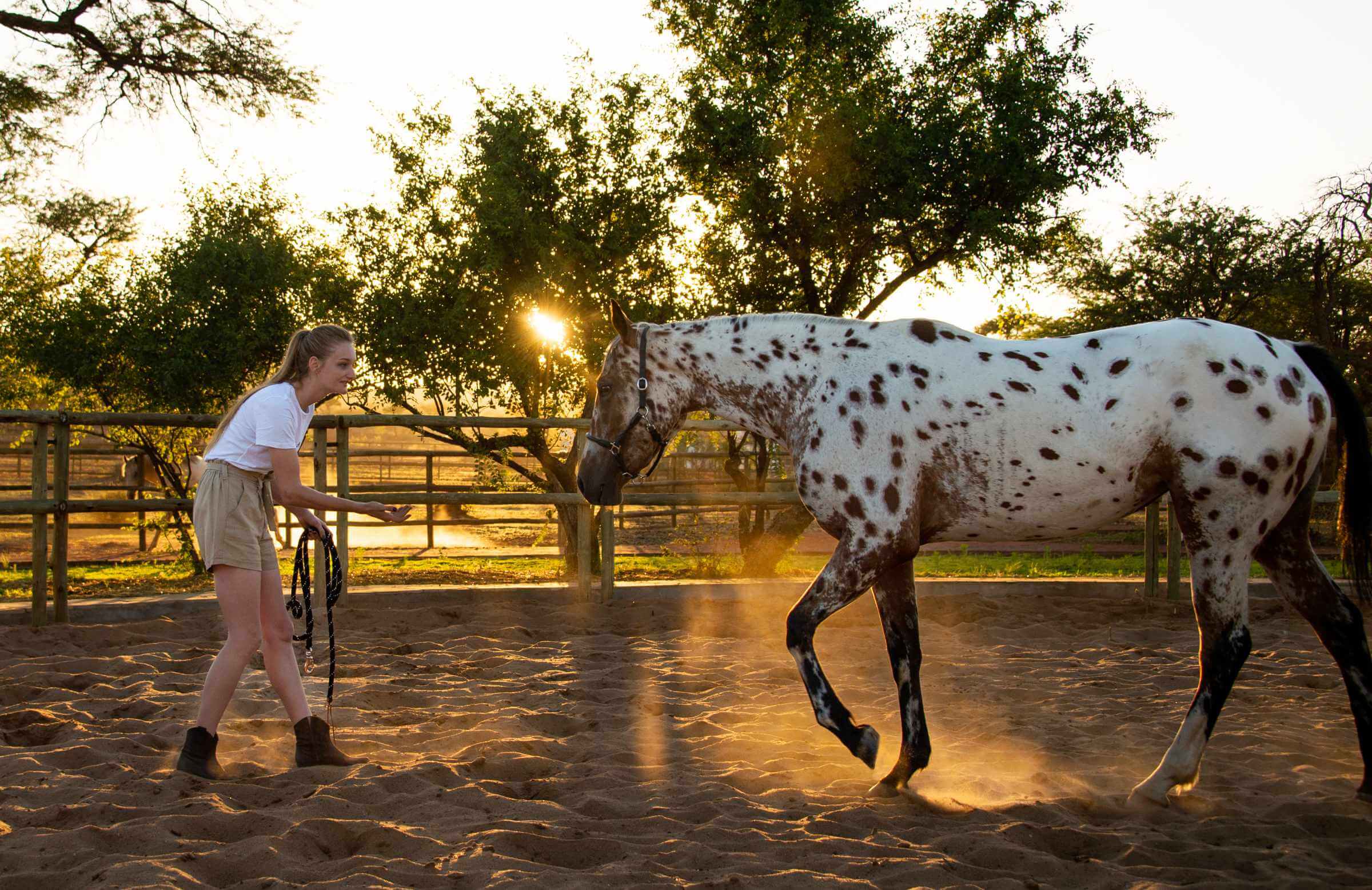 A volunteer is learning the alternative ways of horse training.