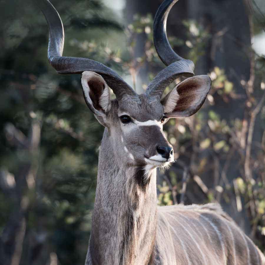 A Greater Kudu amidst the foliage of the Sandwerf wilderness.