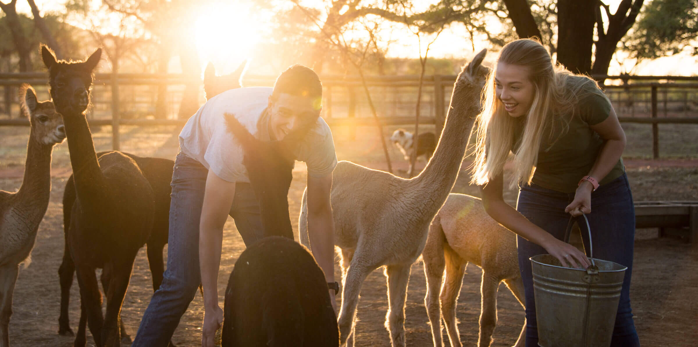 Two volunteers working with the Alpacas as dusk approches.